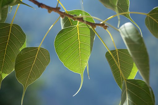 Pañcaverabhaya Sutta (22-07-2026)